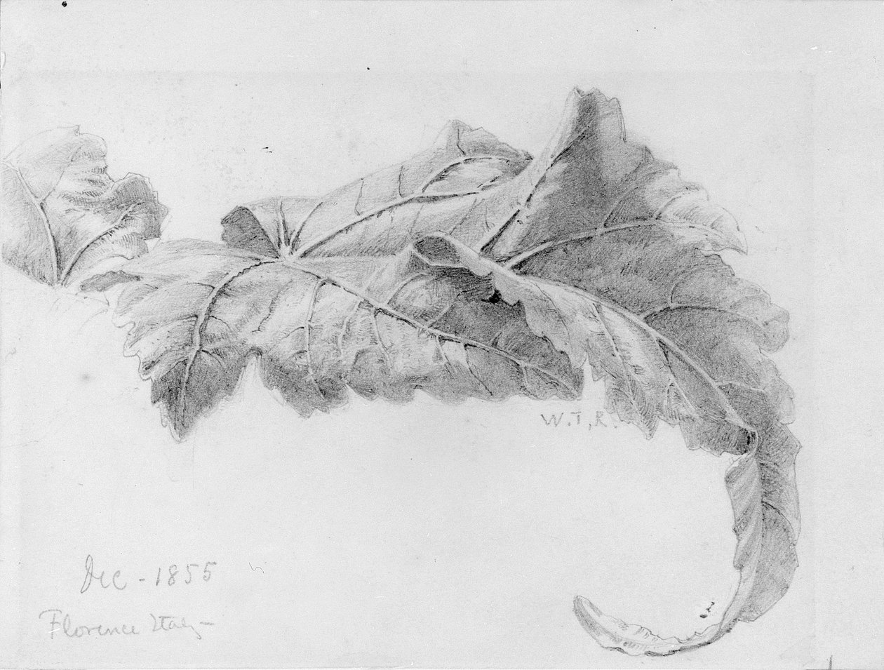 Feuilles - William Trost Richards