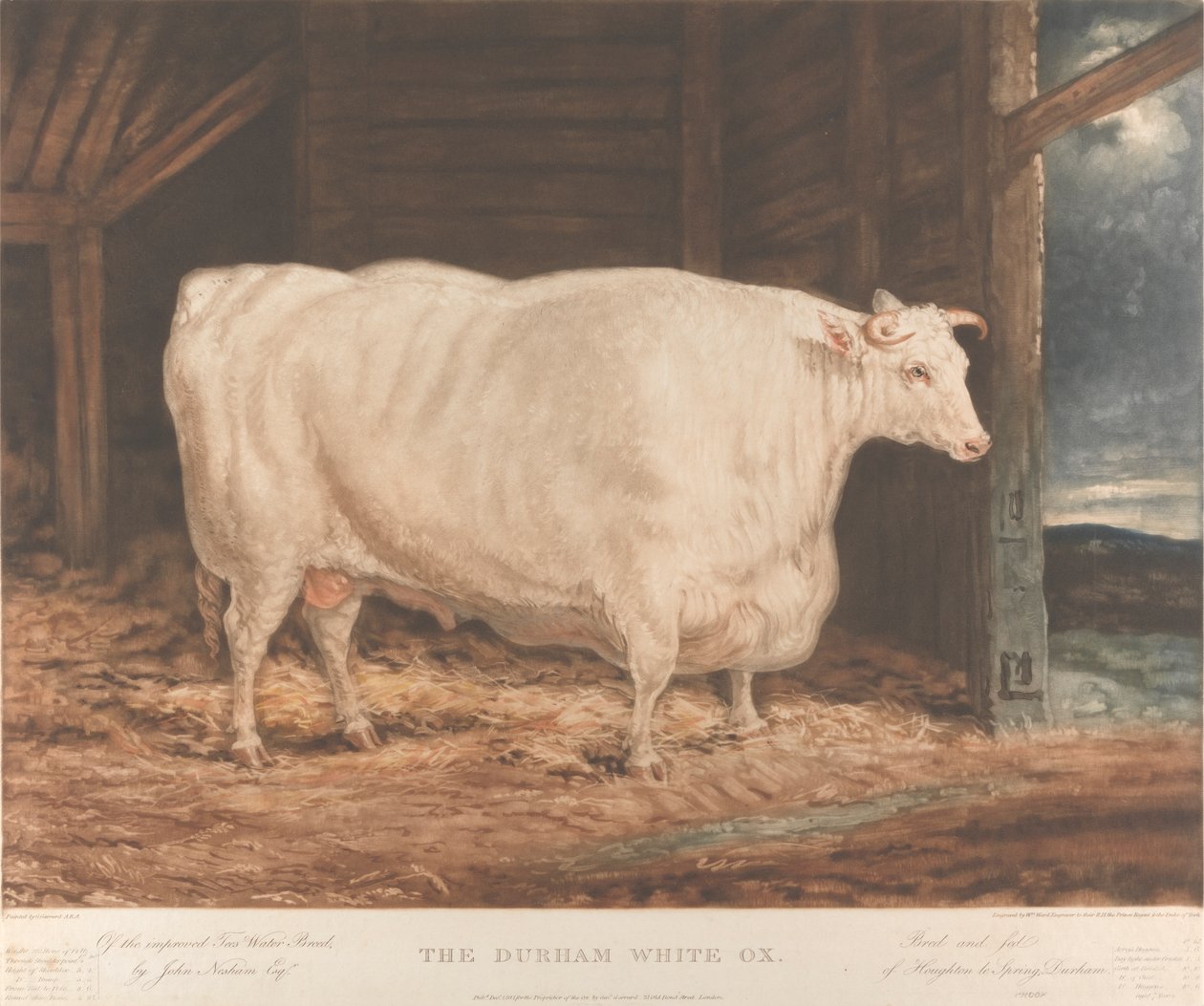 Le bœuf blanc de Durham / De la race améliorée de Tees Water, / par John Nesham, Esqr. / Élevé et nourri / de Houghton le Spring, Durham - William Ward