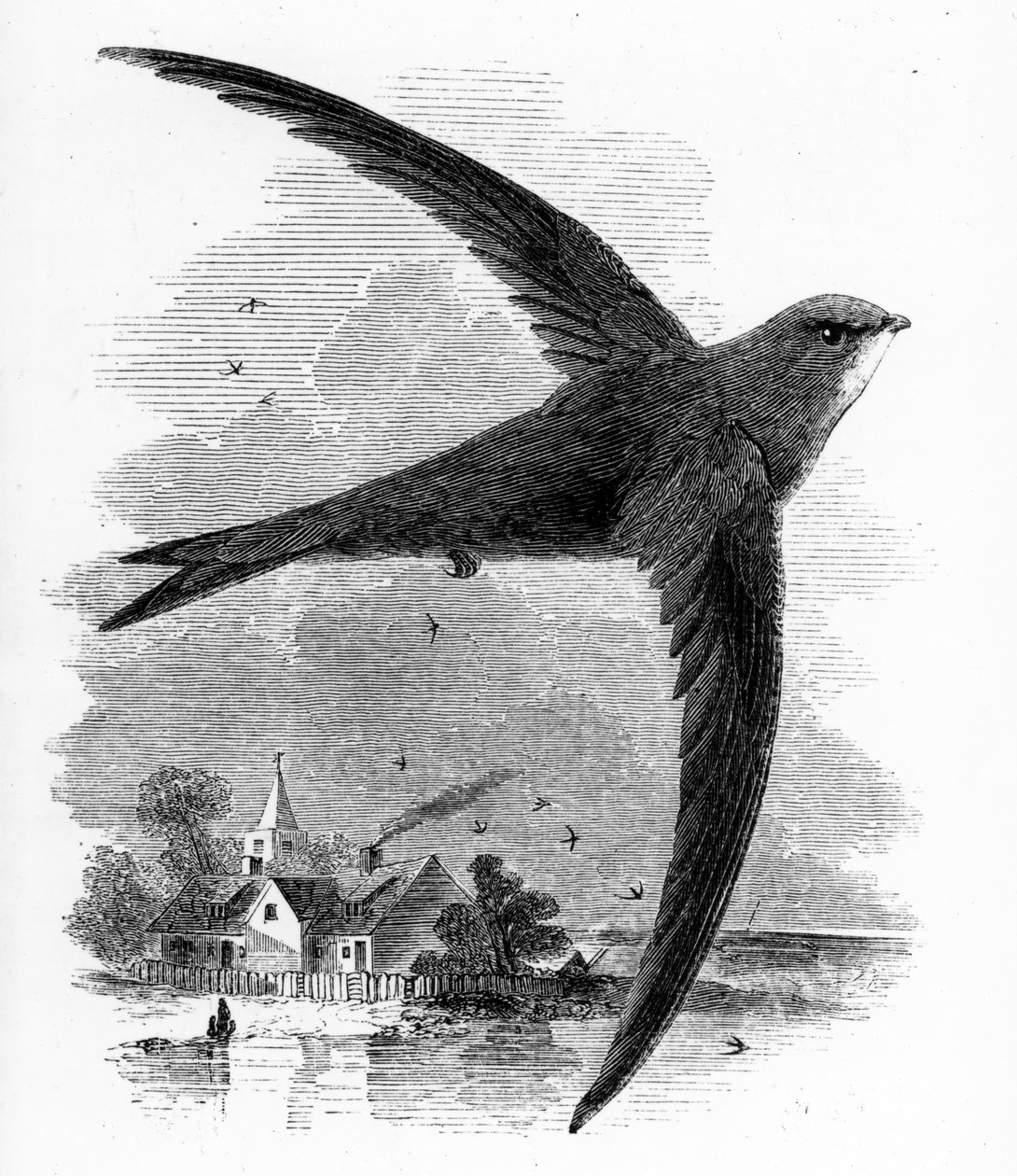 Le martinet, illustration de 