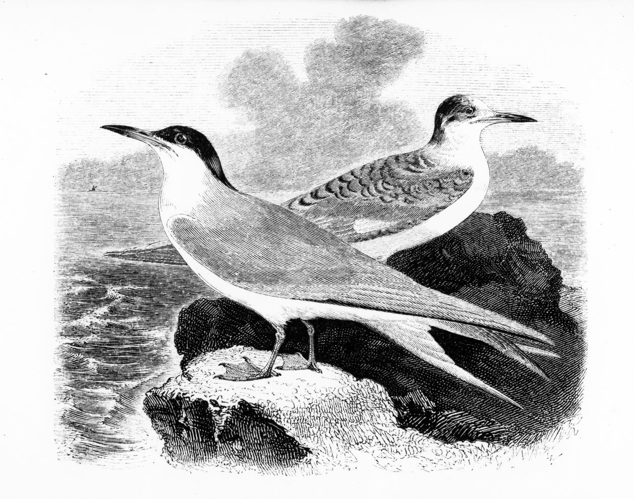 La Sterne commune, illustration de 