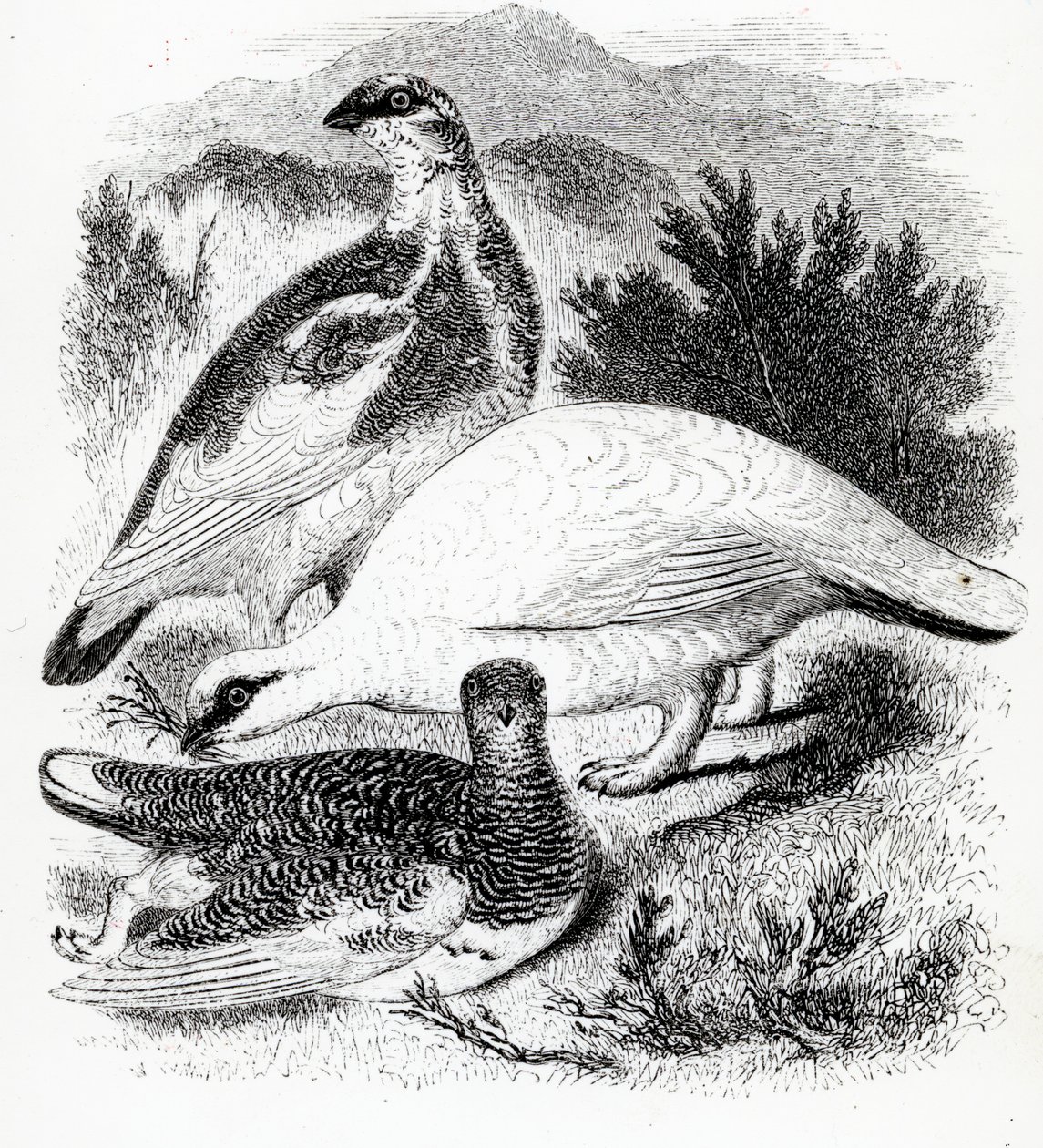 Le lagopède, illustration de 