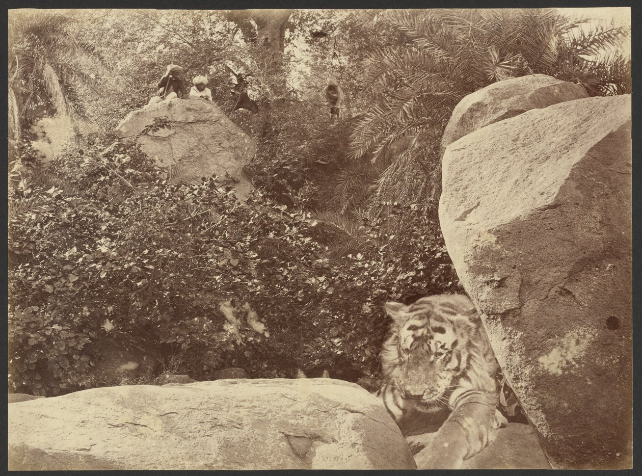 [Tigre sur les rochers] - Willoughby Wallace Hooper