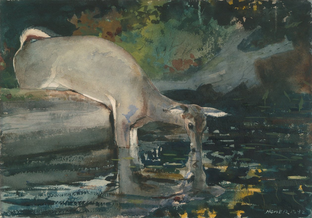 Boire du cerf - Winslow Homer