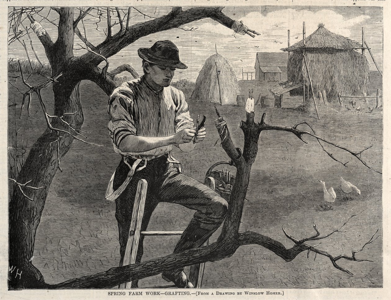 Travaux agricoles de printemps - La greffe - Winslow Homer