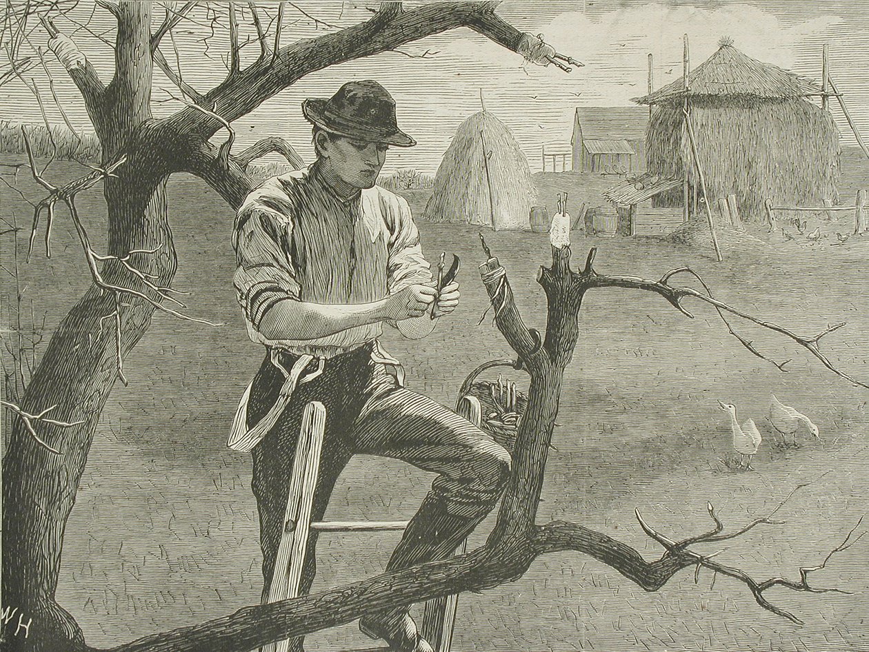 Travaux agricoles de printemps - La greffe - Winslow Homer