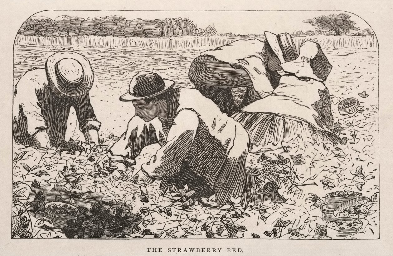 Le lit de fraises, 1868 - Winslow Homer
