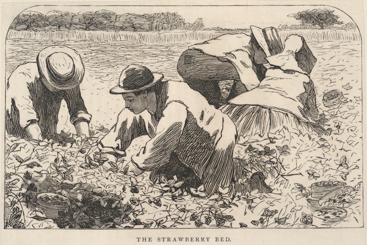 The Strawberry Bed, extrait de Our Young Folks, juillet 1868 - Winslow Homer