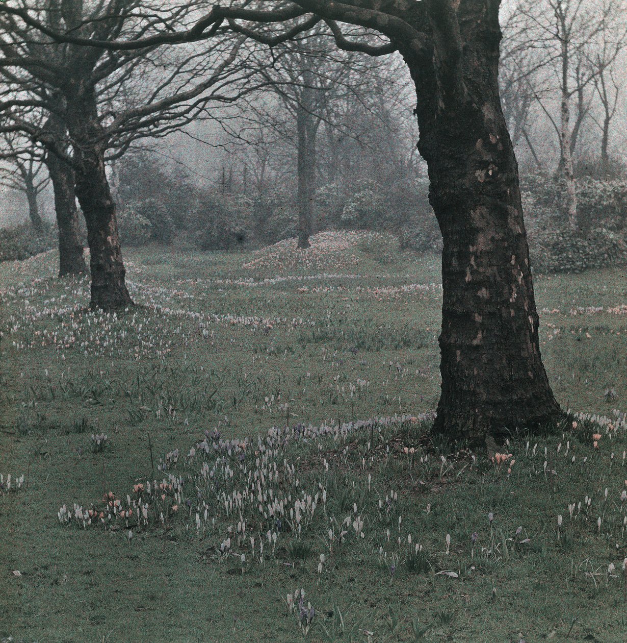 Crocus - Frederick (attr. to) Barnard
