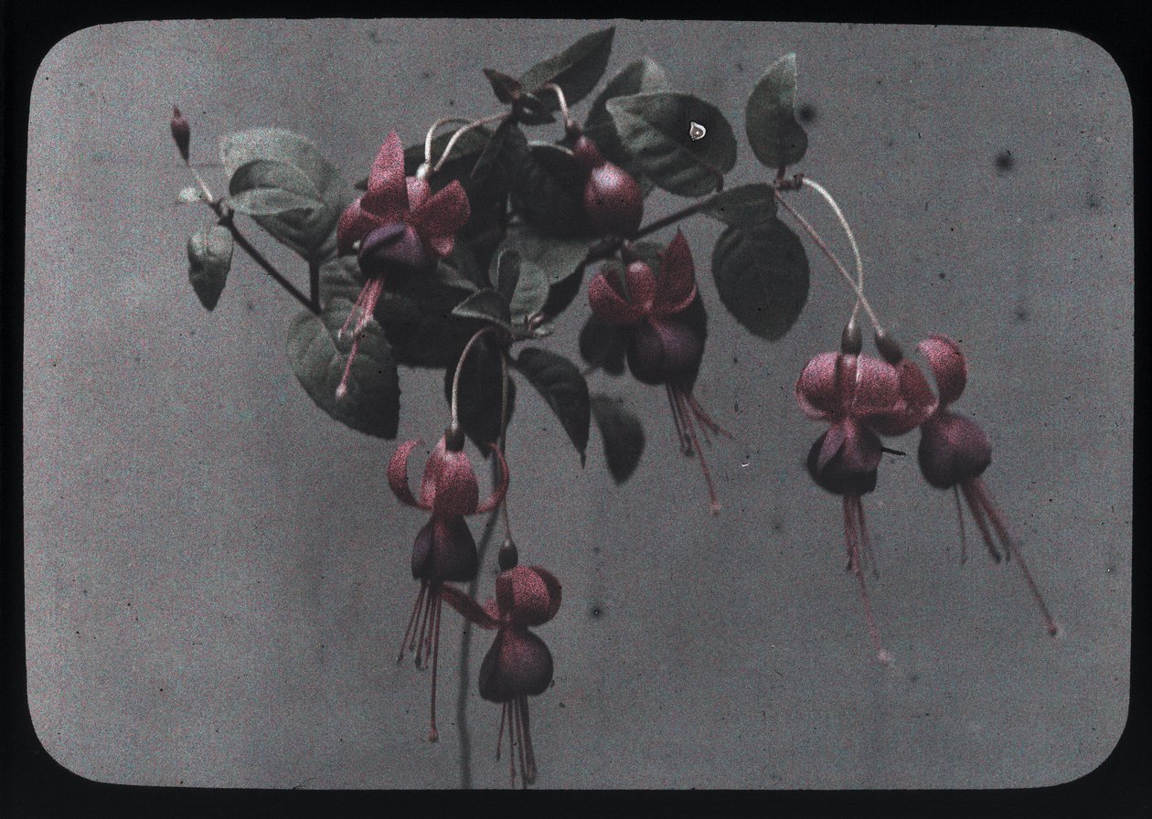 Fuchsia - Frederick (attr. to) Barnard
