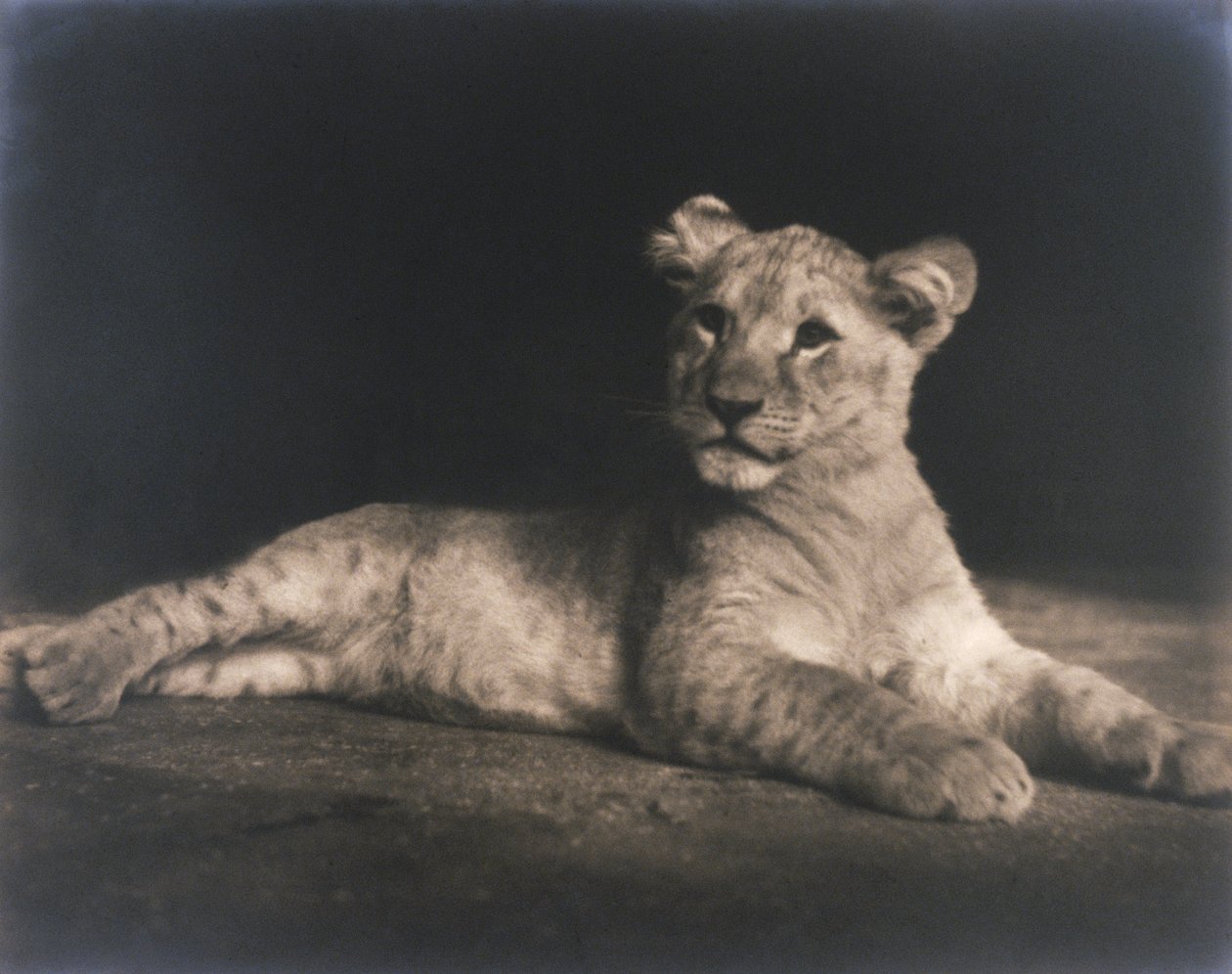 Lionceau - John Pardon
