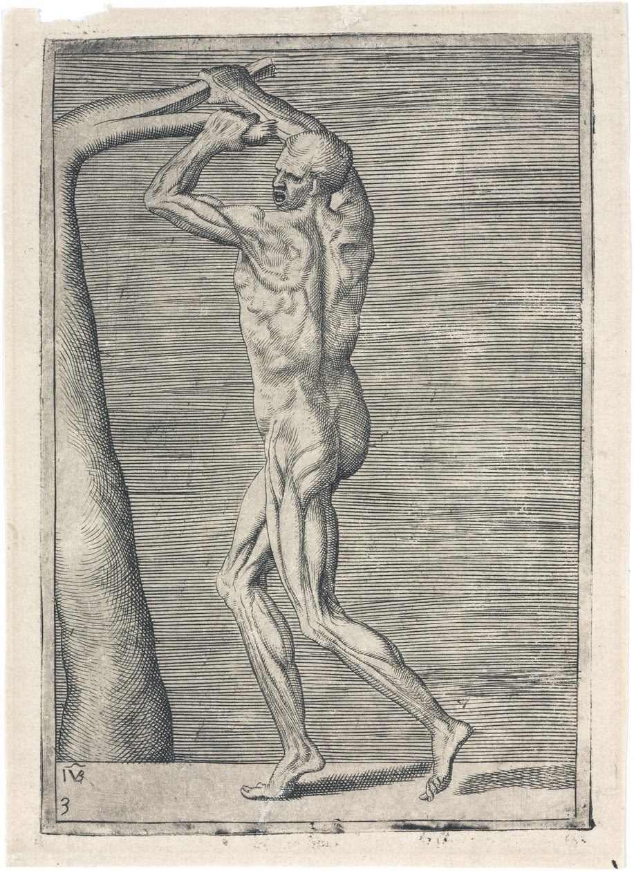 Étude anatomique des muscles masculins; homme cassant une branche, c 1555 - Frederick (attr. to) Barnard