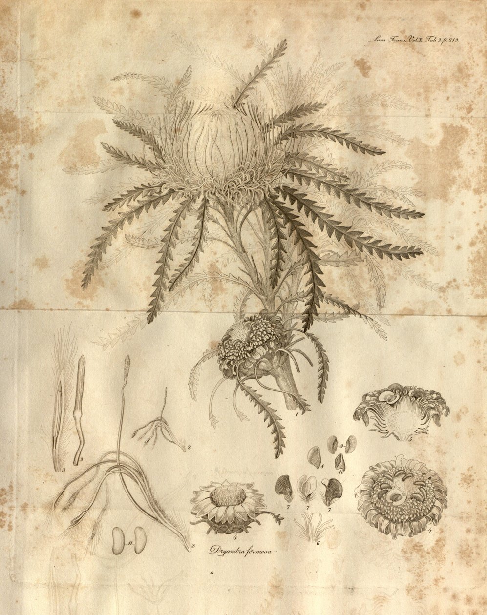 Planche 3 du Volume 10 des Transactions de la Linnean Society de Londres, publié en 1811. La plante représentée est Dryandra formosa (maintenant Banksia formosa) - Various