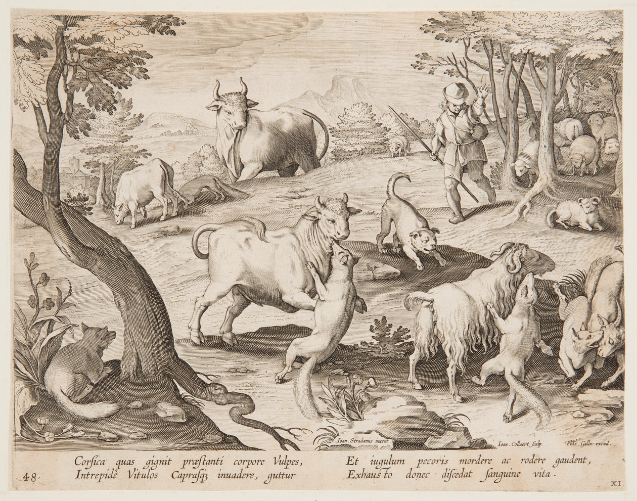 Taureaux et chèvres attaqués par des renards - after Jan van der Straet, called Stradanus