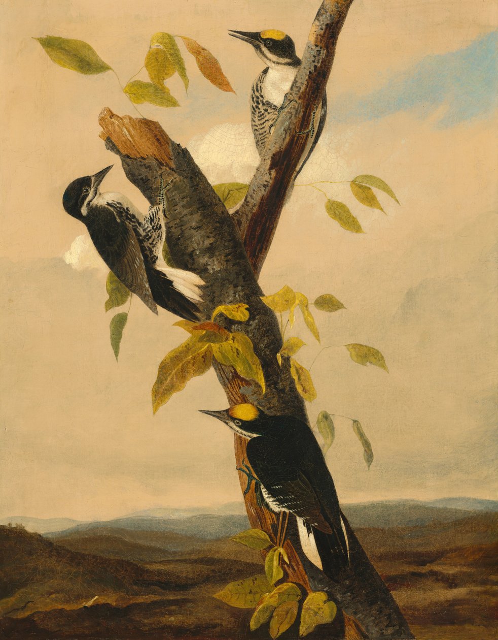 Pic à Dos Noir à Trois Doigts - after John James Audubon Joseph Bartholomew Kidd