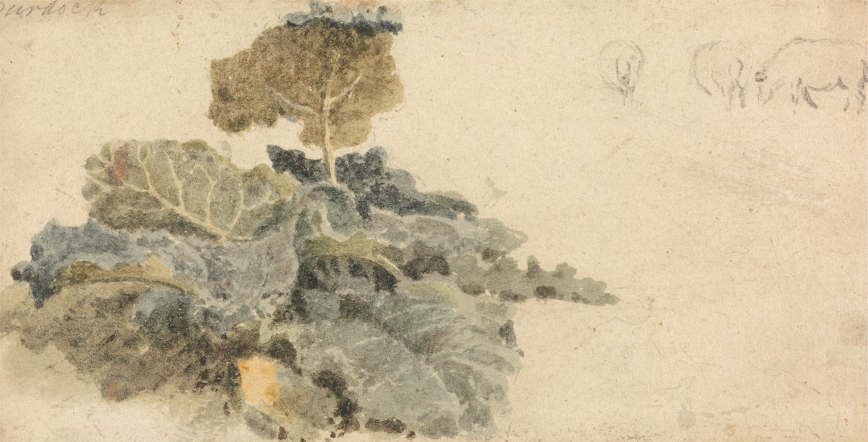 Étude de bardanes - attributed to Peter DeWint