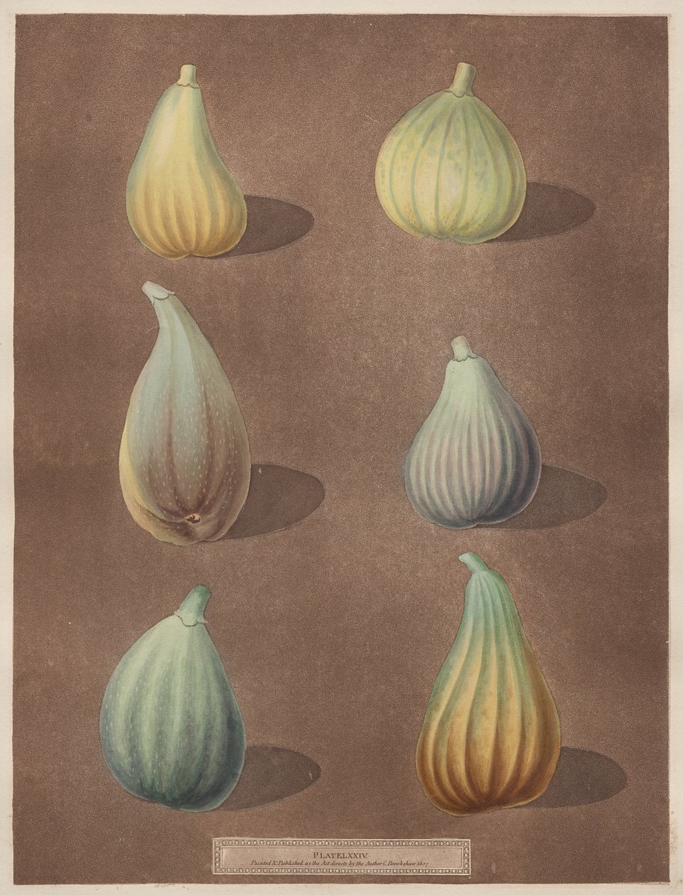Pomona Britannica : N° 74 - Figues - attributed to Richard Brookshaw