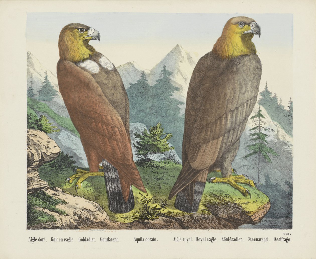 Aigle doré - firma Joseph Scholz