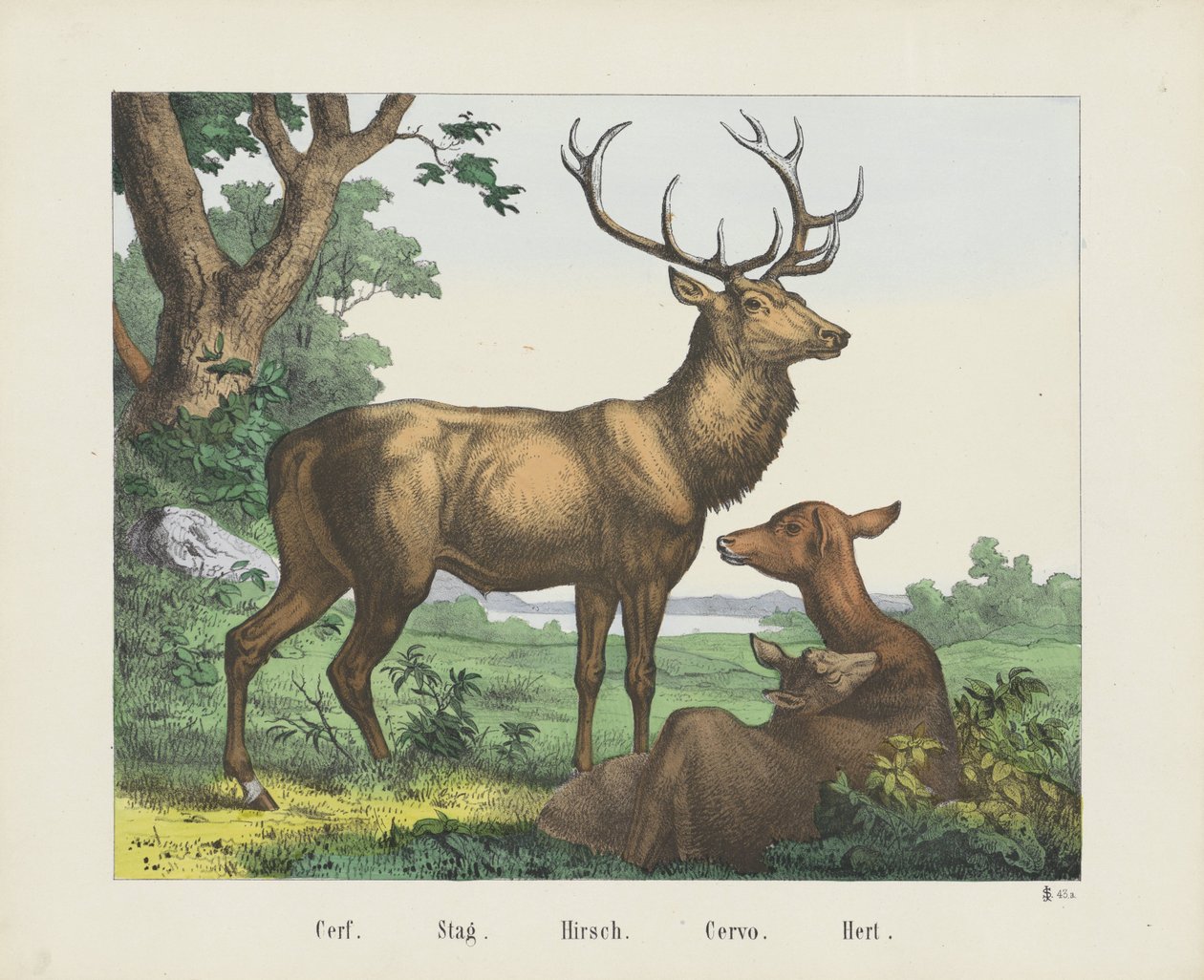 Cerf - firma Joseph Scholz