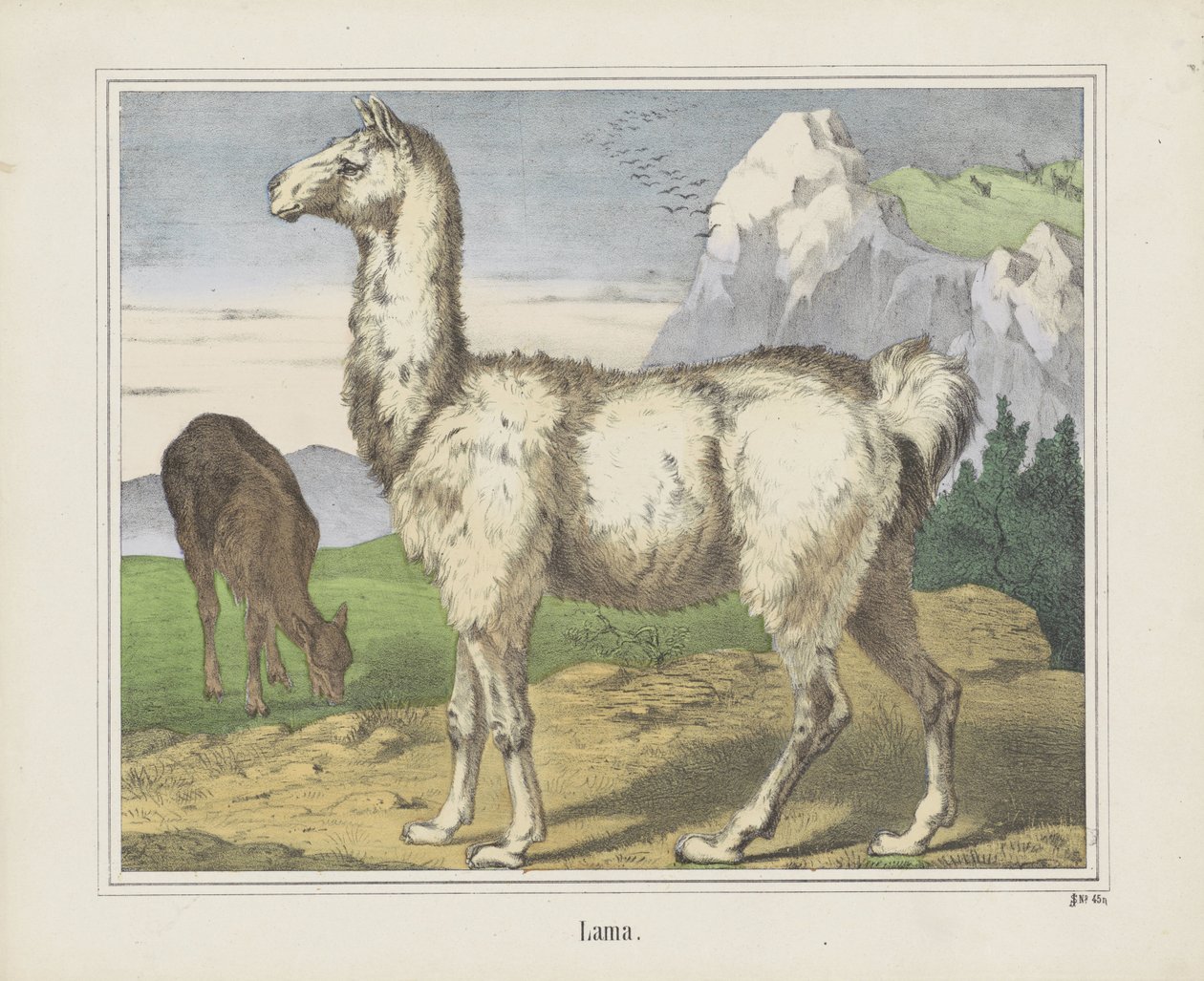Lama - firma Joseph Scholz