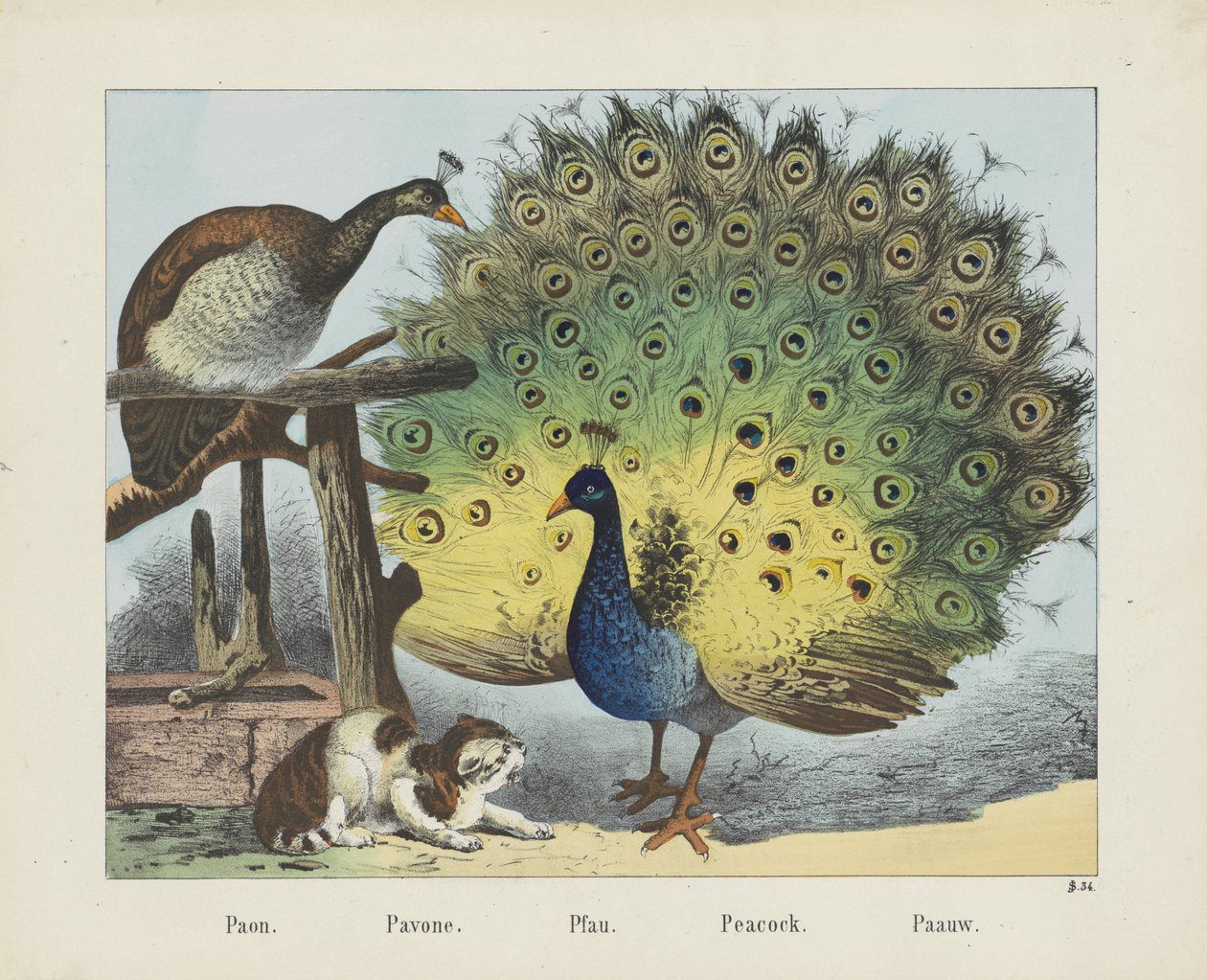 Paon - firma Joseph Scholz