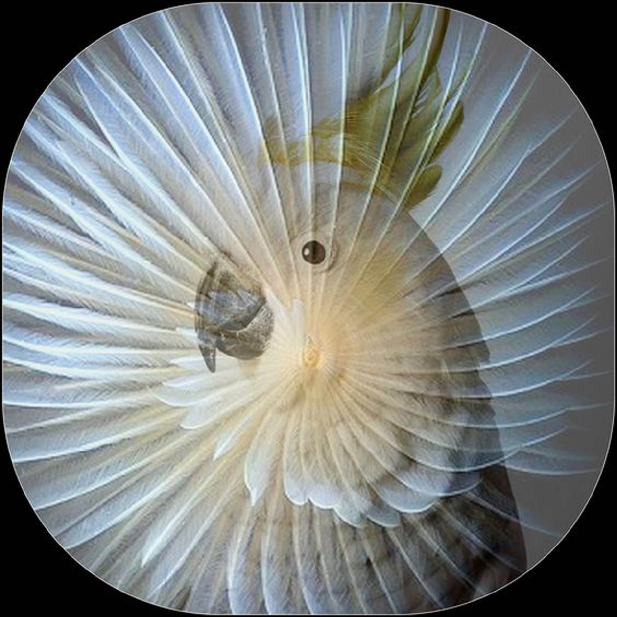 Collage de perroquets blancs, 2017 (photographie) - linda arthurs