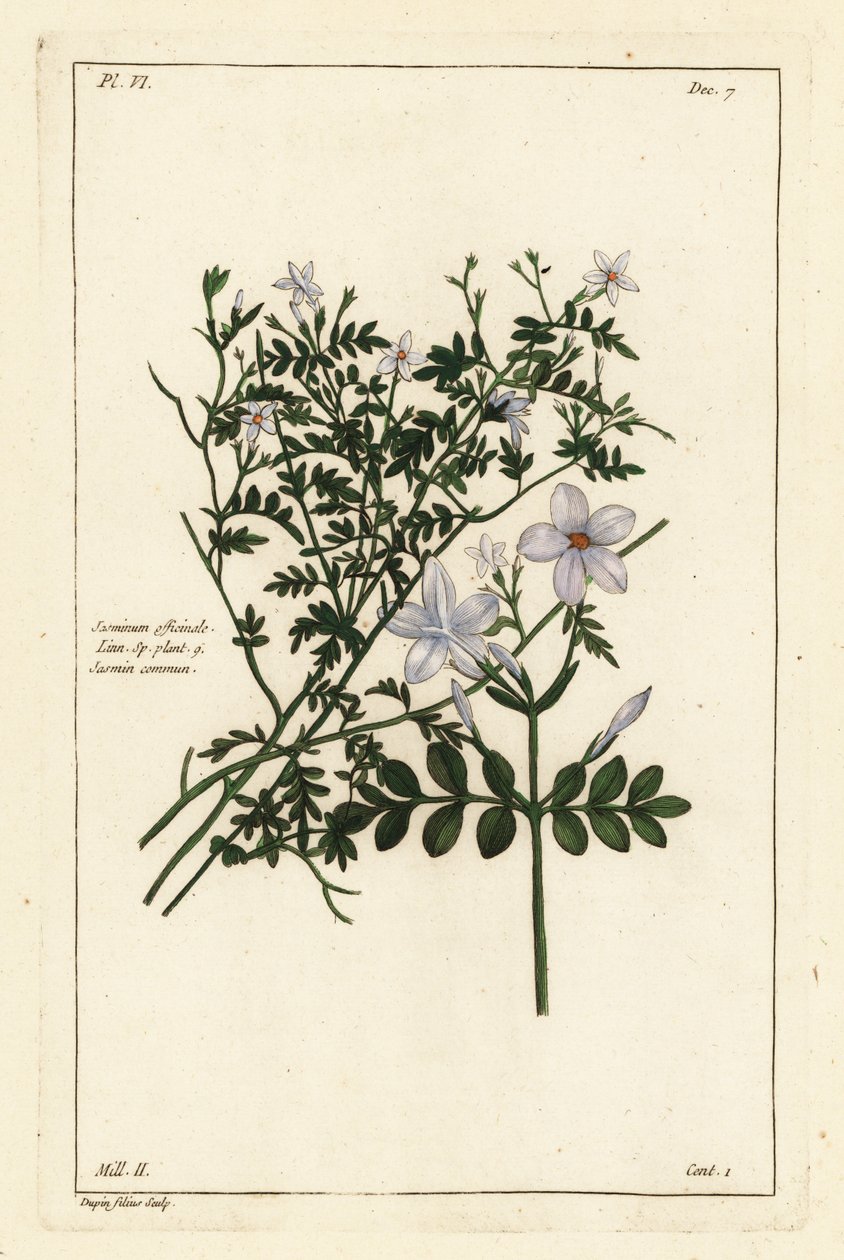 Jasmin commun, Jasminum officinale, Linn - the Younger Dupin