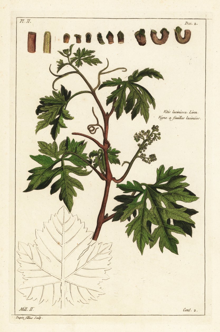 Feuilles et raisins en bourgeonnement sur une vigne, Vitis vinifera - the Younger Dupin