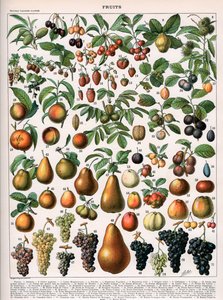 Illustration de Variétés de Fruits, vers 1905-10 (lithographie en couleur) - (after) Alillot