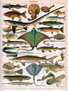 Illustration de Poissons de l