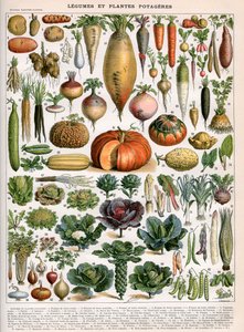 Illustration de variétés de légumes, vers 1905-10