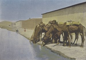 Chameaux au bord du Fleuve