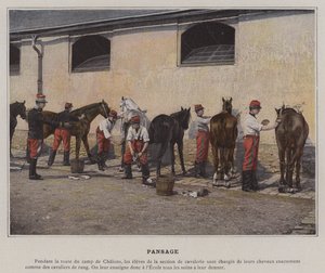 Pansage (photo en couleur)