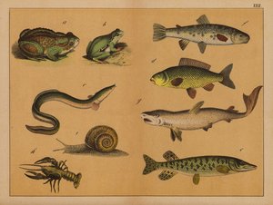 Amphibiens, mollusques et poissons - (after) German School