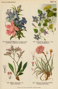 Campanula Medium, Campanula Garganica, Statice Limonium, Armeria Maritima - (after) German School