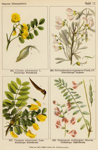 Colutea Arborescens, Halimodendron Argenteum, Caragana Arborescens, Hedysarum Multijugum - (after) German School