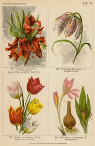 Fritillaria Imperialis, Fritillaria Meleagris, Tulipa Suaveolens, Colchicum Autumnale - (after) German School