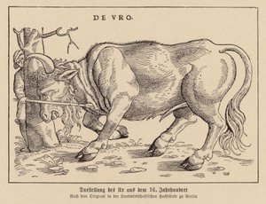 Chasse aux aurochs