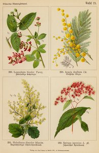 Lespedezia Bicolor, Acacia Dealbata, Holodiscus Discolor, Spiraea Japonica