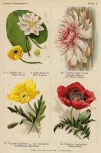 Nymphaea Alba, Nuphar Luteum, Victoria Regia, Papaver Alpinum, Papaver Bracteatum - (after) German School