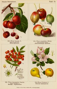 Pirus Baccata, Pirus Prunifolia, Pirus Aucuparia, Pirus Cydonia - (after) German School