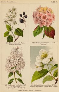 Pirus Canadensis, Hydrangea Opulodes, Hydrangea Paniculata, Philadelphus Grandiflorus - (after) German School