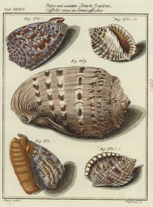 Coquillages - (after) German School