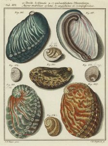 Coquillages