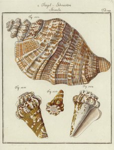 Coquillages (gravure en couleur)