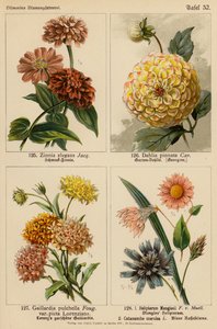Zinnia Elegans, Dahlia Pinnata, Gaillardia Pulchella, Helipterum Manglesii, Catananche Coerulea - (after) German School