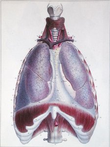Anatomie des Poumons, de 