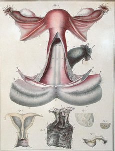 Anatomie de l