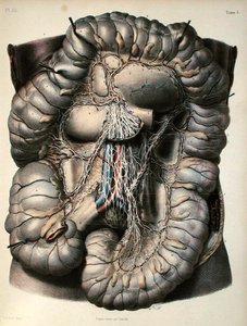 Les nerfs du gros intestin, Le Cerveau, planche de 