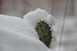 Les cactus en hiver II - Detlef Georgi