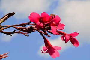 Des roses photographiées sur un fond naturel et artistique aux teintes douces.